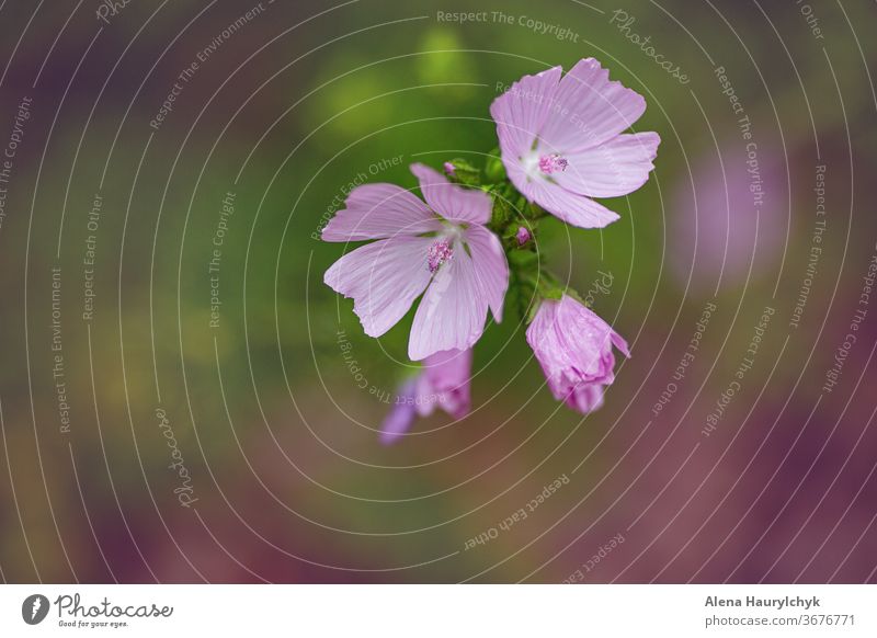 Floral pink sunny background. Chicory flowers isolated. banner beautiful beauty bloom blooming blossom botanical chicory cichorium color colorful common