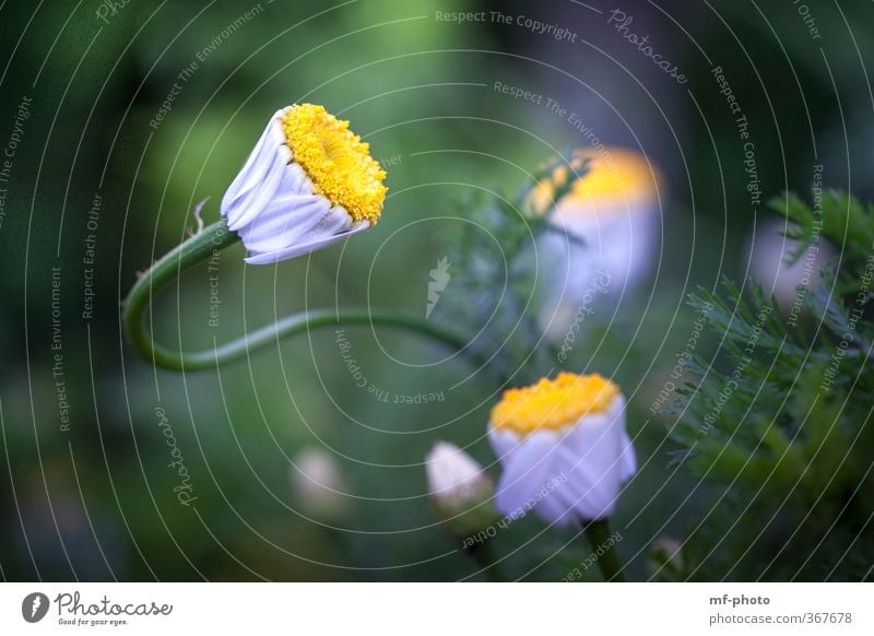 ... bent quite a bit Nature Plant Spring Summer Flower Foliage plant Yellow Green White Exterior shot Deserted Day Contrast