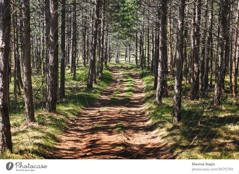 Path In The Forest At Springtime nature tree summer beautiful forest green idyllic lost many narrow nobody pine path plant remote sunny thick track trunk