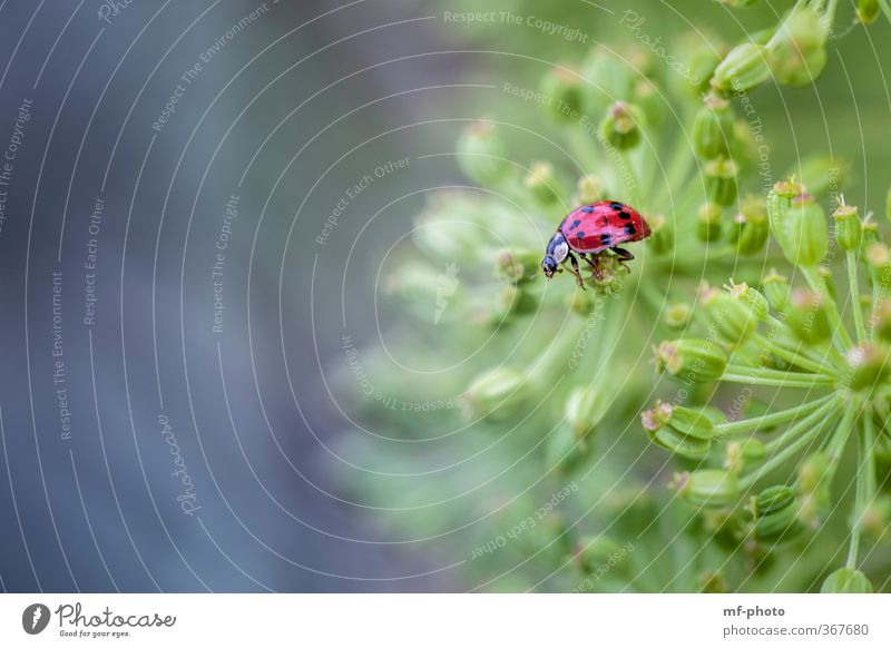 ... grasp well Nature Plant Animal Beetle 1 Blue Green Red Multicoloured Exterior shot Macro (Extreme close-up) Deserted Day