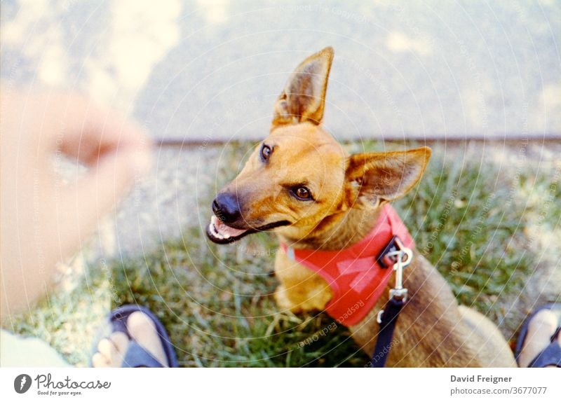 Little dog gets a treat from his master. Photographed on 35mm film. Dog yummy Feeding obedient Obedience reward Summer Small little dog Sweet urban Town Park