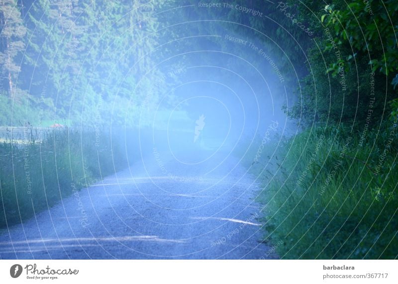 raise dust Landscape Earth Sand Air Sunlight Summer Meadow Field Forest Lanes & trails Footpath Car Driving Illuminate Exceptional Wild Blue Green Movement