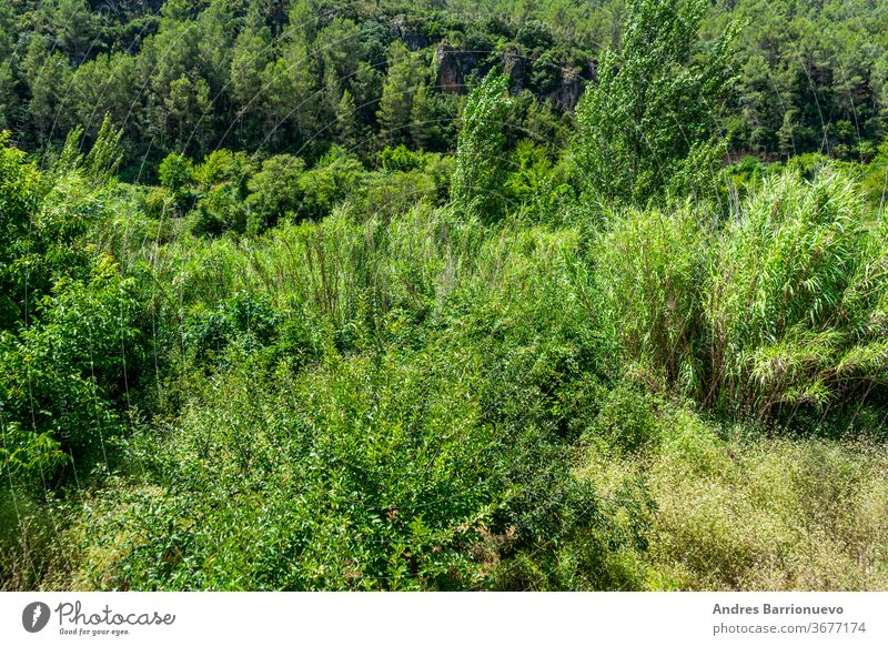 View of the landscape of the Mijares river bed with lots of vegetation in very green tones as it passes through the town of Ayodar scenery overgrown environment