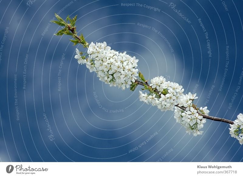 Flowering sweet cherry branch against blue sky in sunshine Sky Clouds Spring Beautiful weather Plant Tree Blossom Garden Park Forest Blue Green Turquoise White