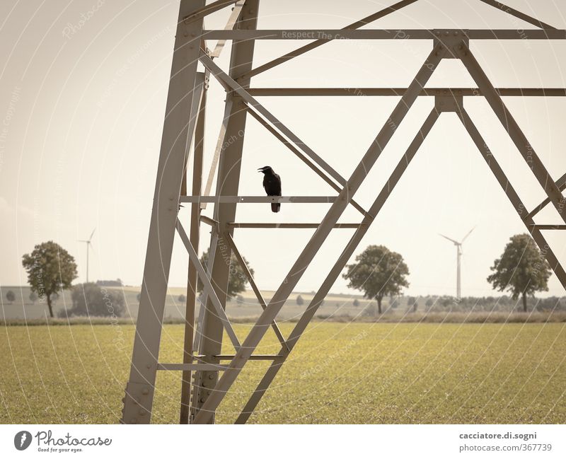 at the end of all days Wind energy plant Electricity pylon Landscape Horizon Summer Beautiful weather Tree Field Animal Bird 1 Threat Gray Green Pain Loneliness