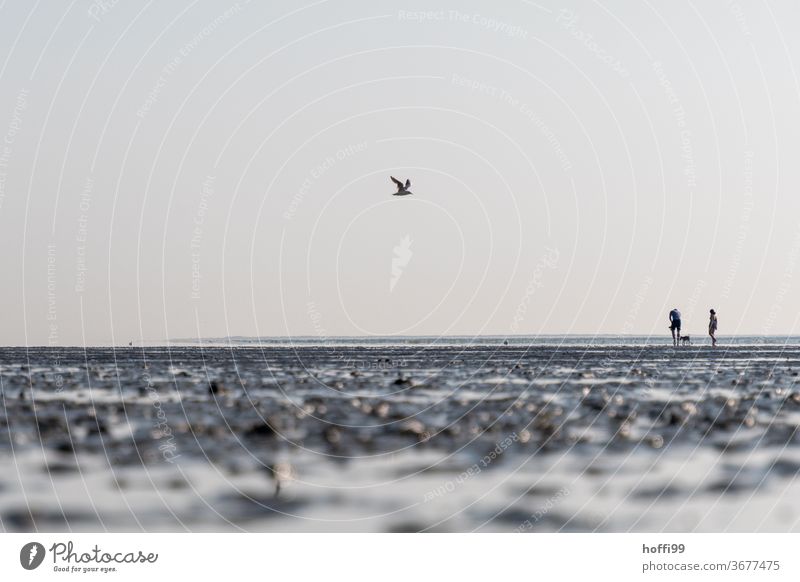 Hiking in the mudflats at low tide with dog and seagull Going 1 Human being Seagull Dog Slick Tide Mud flats Ocean Movement Bright Maritime Wet North Sea Coast