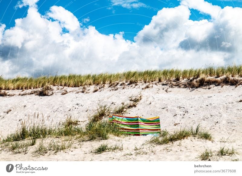 Hidden wind deflector Sand Idyll sun protection Marram grass duene Clouds Baltic coast Mecklenburg-Western Pomerania Exterior shot Sky Baltic Sea Darss Ocean