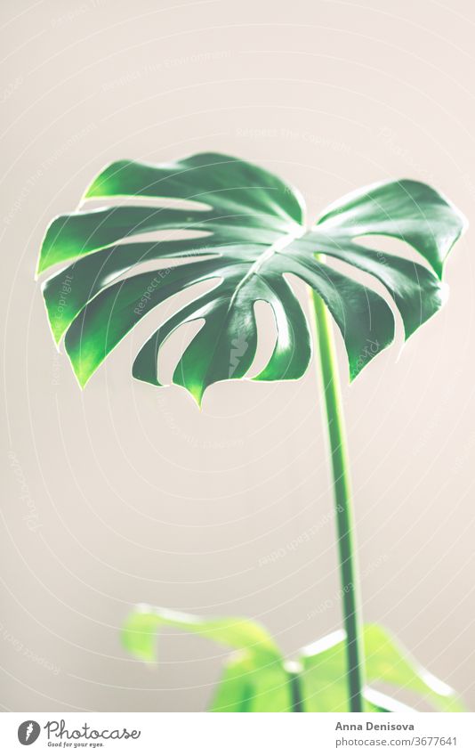 Real monstera leaves leaf plant garden jungle foliage tropical nature floral green pattern wallpaper decor exotic botany natural decoration trendy botanical