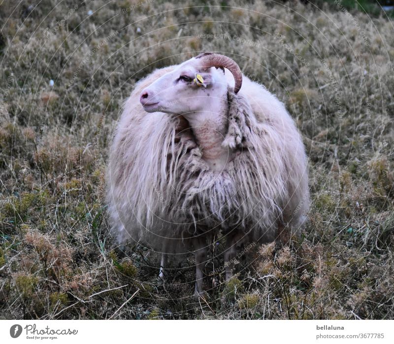 The dike sheep, which did not want to be a gannet ;-) Vacation & Travel Coast Summer Deserted Beautiful weather Nature Far-off places Colour photo Exterior shot