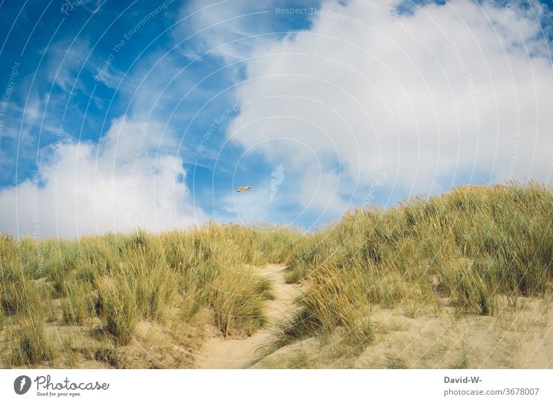 of gulls and dunes Seagull duene North Sea Baltic Sea vacation Vacation mood Marram grass Sky Clouds tranquillity Vacation & Travel coast