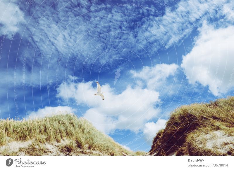 a gull flies through a dune landscape Seagull dunes Island North Sea Sky Blue Clouds vacation Vacation mood Vacation destination Vacation good wishes Gull birds