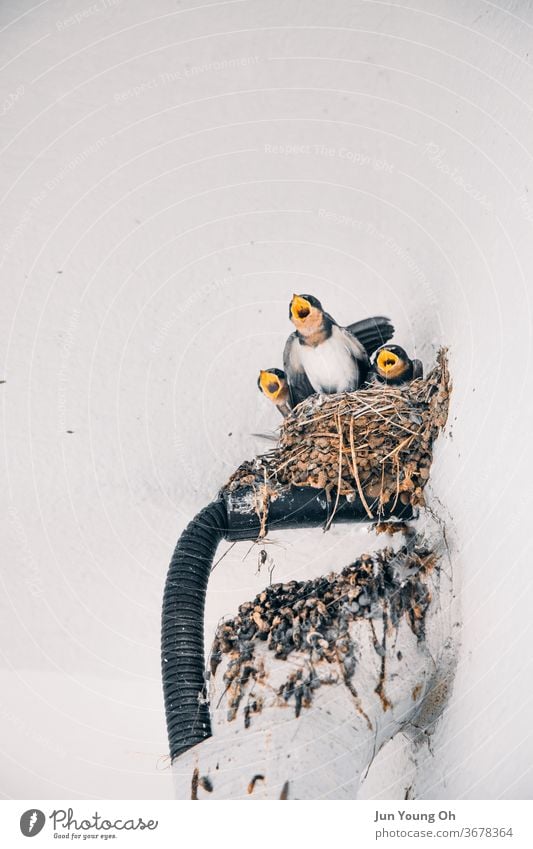 Young birds chirping as their mother returns Bird Nest young animal Animal Nature Baby animal Animal portrait Environment Chick Wild animal Cute Beak Korea