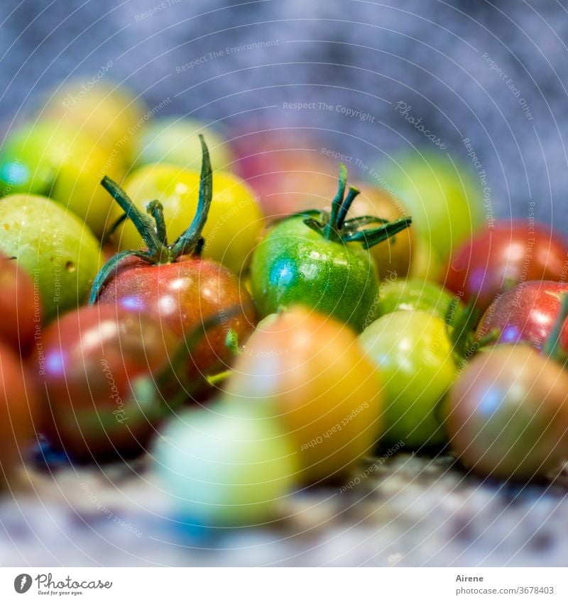 the rest from summer Tomato Yellow Green Red Fresh vegetarian vegan Eating Juicy quantity Mature Diet tomatoes Organic produce variegated Many naturally Heap