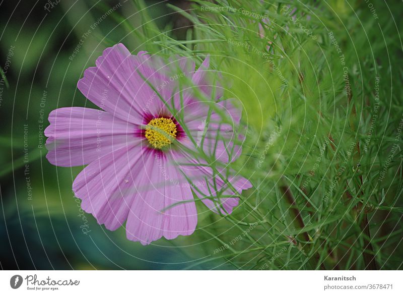 Close-up of a pink Cosmea blossom. Cosmos composite Blossom Flower Pink Delicate Green Garden Summer Nature petals background do gardening