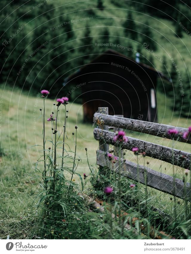 Batten fence, wooden house and thistles on an alpine meadow above the Pflerschtal in South Tyrol Fence Wooden house Thistles Violet slats lattice fence