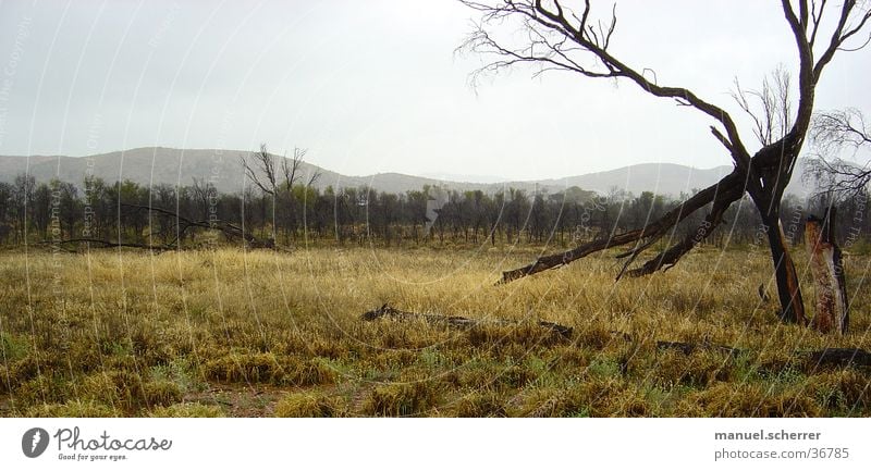 Rainy Tree Grass Wet Beautiful Clouds Bad weather Australia Bizarre Landscape