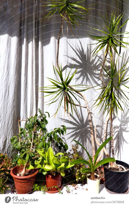 Shop window with potted plants flowers Flowerpot decoration Decoration Window Load Deserted Nature Plant Summer trunk shrub Copy Space depth of field Pot plant