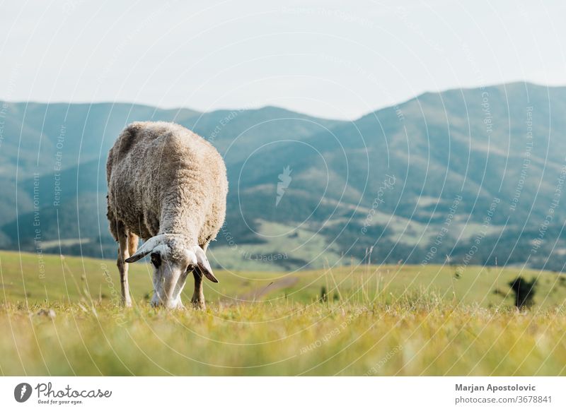 Sheep eating grass on a meadow on a summer day animal beautiful country countryside cute domestic ecology environment europe farm farming farmland field fields