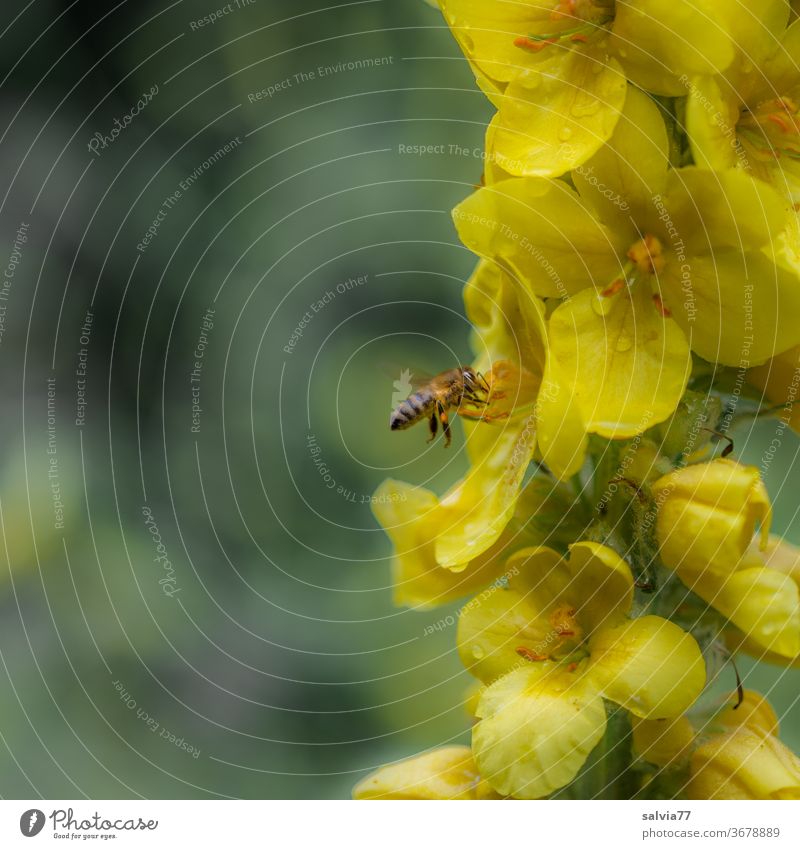 from blossom to blossom Bee Nature Verbascum bombyciferum bleed flowers Yellow Insect Summer Flying Macro (Extreme close-up) Nectar Plant Pollen Honey bee