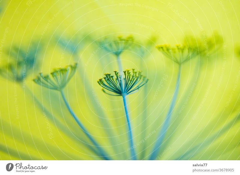 Dill flower against yellow background Plant Nature Apiaceae Herbs and spices Dill blossom Agricultural crop Green Yellow Macro (Extreme close-up) blurriness