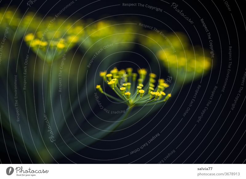 Dill blossom against a black background bleed Macro (Extreme close-up) Plant Herbs and spices medicinal plant Contrast Shallow depth of field Nature