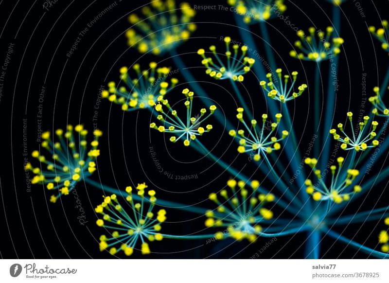 Dill blossom against a black background Nature Plant bleed Close-up Herbs and spices Summer green Yellow Neutral Background Detail Macro (Extreme close-up)