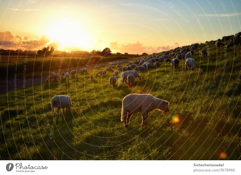 Eating sheep at sunset Dike Sunset Sheep Farm animal Exterior shot Colour photo Herd Landscape Flock Deserted Group of animals Back-light Country life Sunbeam