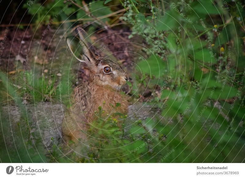 Hare behind undergrowth Hare & Rabbit & Bunny hare Exterior shot rabbit Animal portrait Wild animal Deserted Colour photo Nature Grass inquisitorial vigilantly