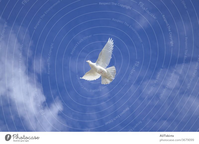 White pigeon flying over cloudy sky. above air angel wings animal background beak beautiful bird cinematic climate change close up flight freedom hope isolated