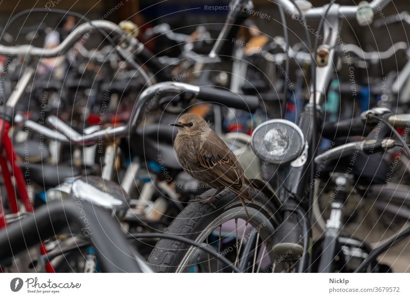 young bird star with brown plumage between parked bicycles in Amsterdam, near Amsterdam Central Starling birds youthful Brown Full-length Bicycle lot Mobility