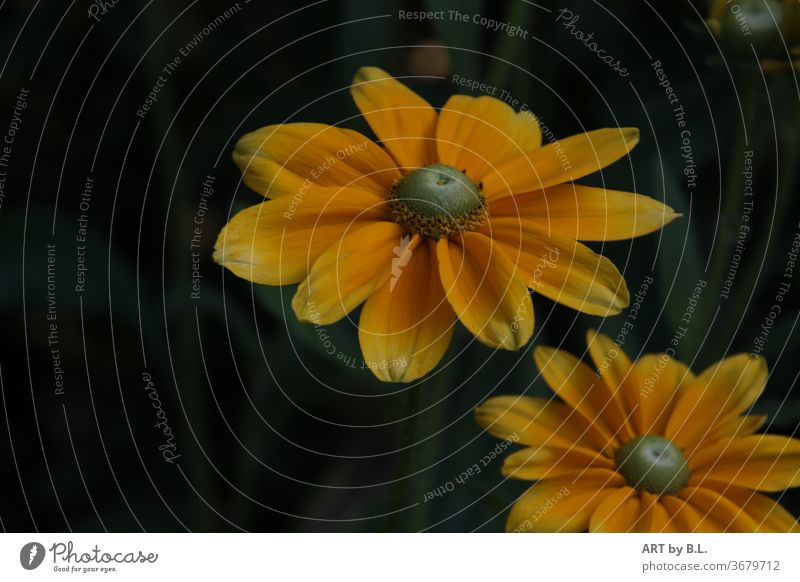 yellow Rudbeckia with a dark background in the garden yellow blossom flowers Beauty & Beauty detail Close-up Yellow heal medicinal plant cute two