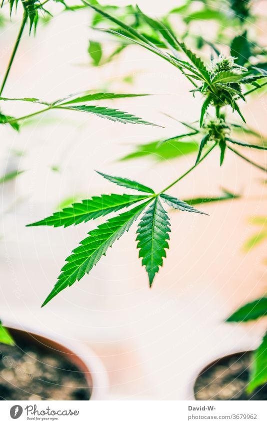 leaves and flowers of a marijuana plant Nature Plant green Cannabis Marijuana Medication background legal hash Growth To enjoy Hemp cbd herbaceous Design