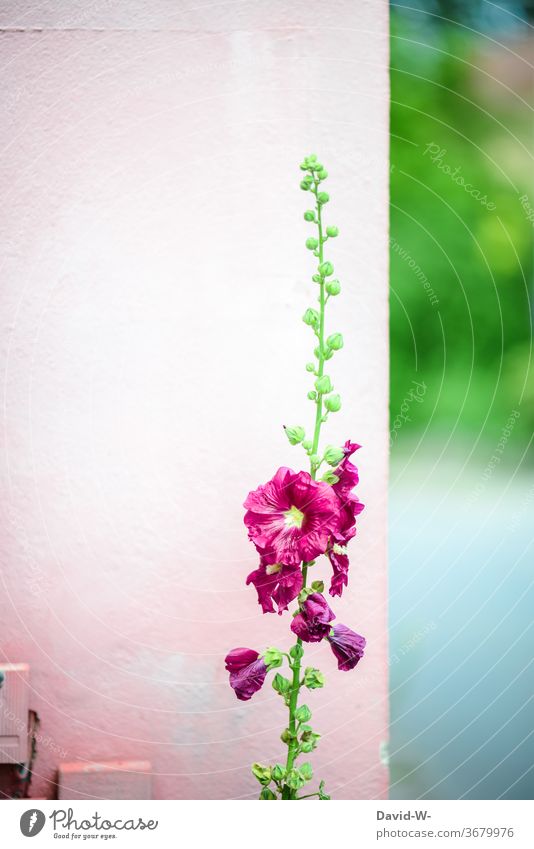 Flower color matched to the background flowers house wall Pink Violet Nature Wall (building) wax Placeholder already buds bleed spring