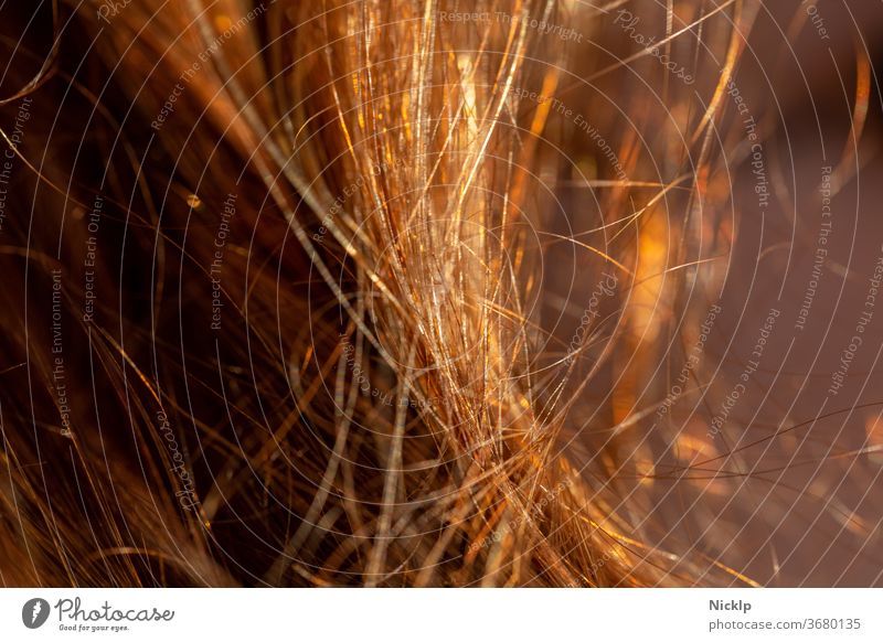 red brown hair against the light of the evening sun - strands of hair Hair and hairstyles Strand of hair Red Brown wisps Young woman Human being Back-light