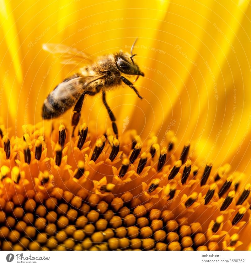 summer at last, yeah... Yellow Contrast Animal portrait Wild animal Colour photo spring fragrant Fragrance Summer Exterior shot Plant Nature beautifully blossom