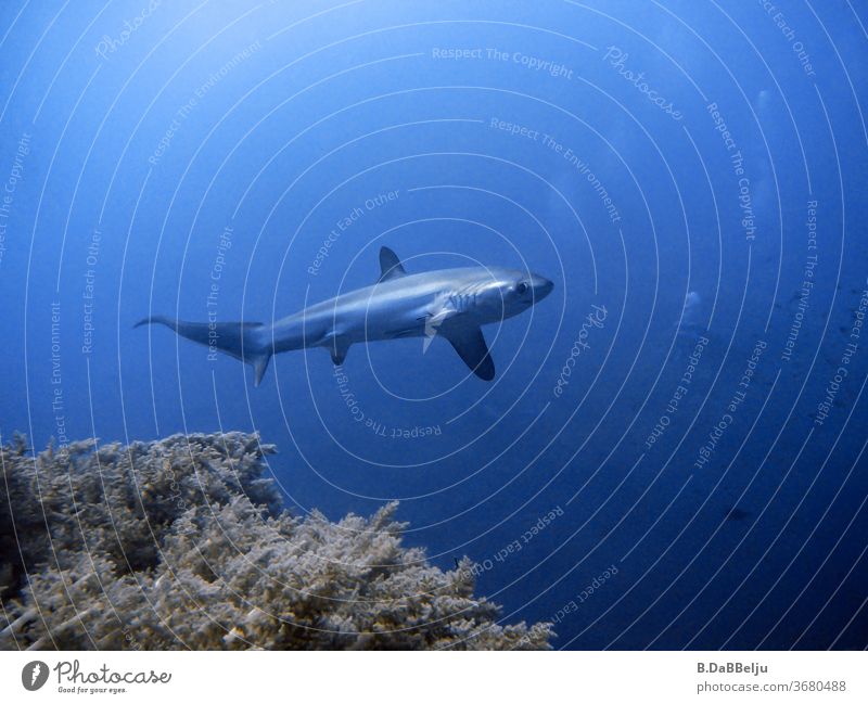 The thresher shark curiously and attentively pulls his tracks in front of the Brothers in the Red Sea and the divers in the background unfortunately miss him.