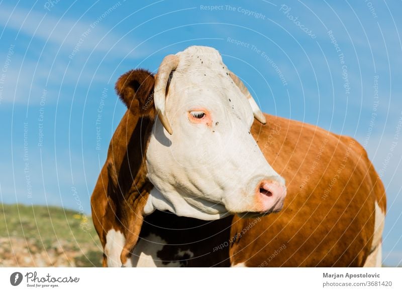 Close-up of brown and white cow animal animals beef cattle country countryside cows cute dairy day domestic environment europe farm farming farmland field grass