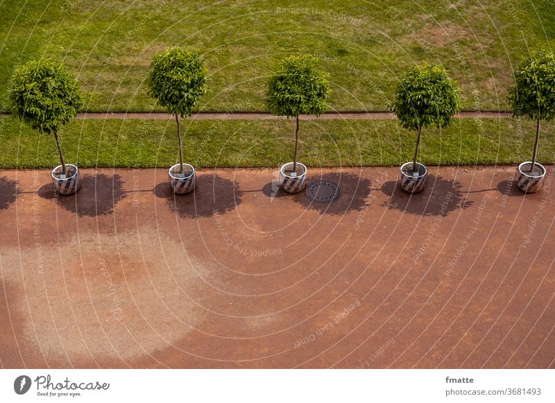 Trees in summer trees shade Summer Dresden Zwinger Shadow Light Dark side shadow cast shade dispenser Green Sun