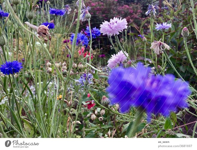 Flowers in the garden flowers Flower meadow Cornflower Margin of a field Field variegated purple Blue green Pink pink Summer summer meadow Wild Nature Plant