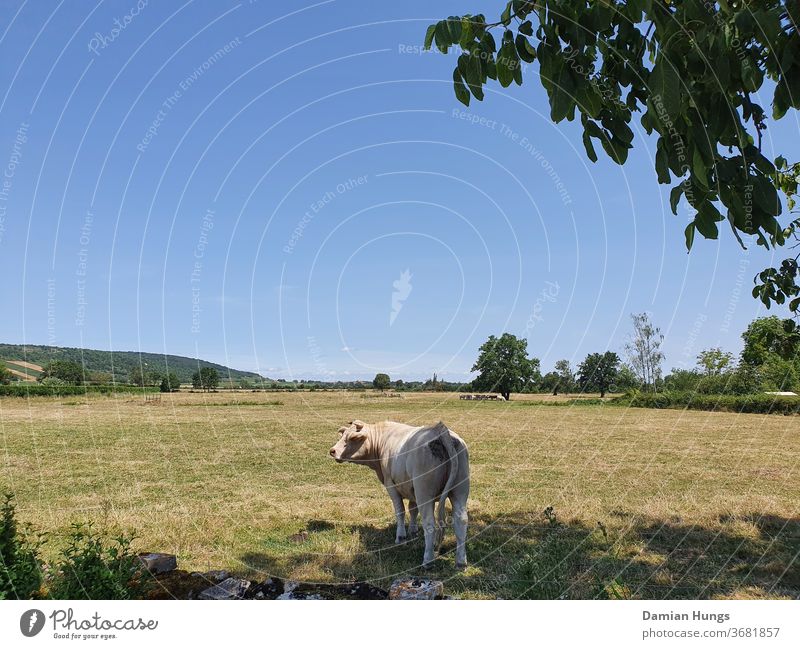 Landscape in Burgundy Meadow Willow tree chill Grass Sky Nature Summer vacation France