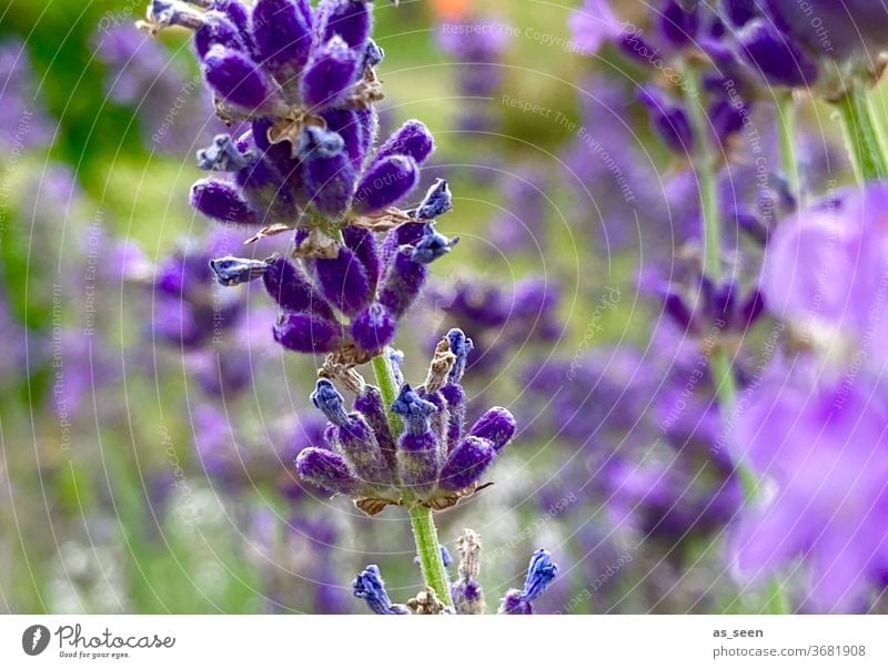 lavender Lavender purple Violet Plant bleed Nature Fragrance flowers Summer Colour photo Exterior shot Shallow depth of field Blossoming Garden Close-up green