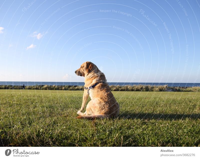 2000! - The best dog in the world - A blond Labrador sits on a meadow on the dyke in front of the Baltic Sea and looks into the distance Blonde Animal Dog Pet