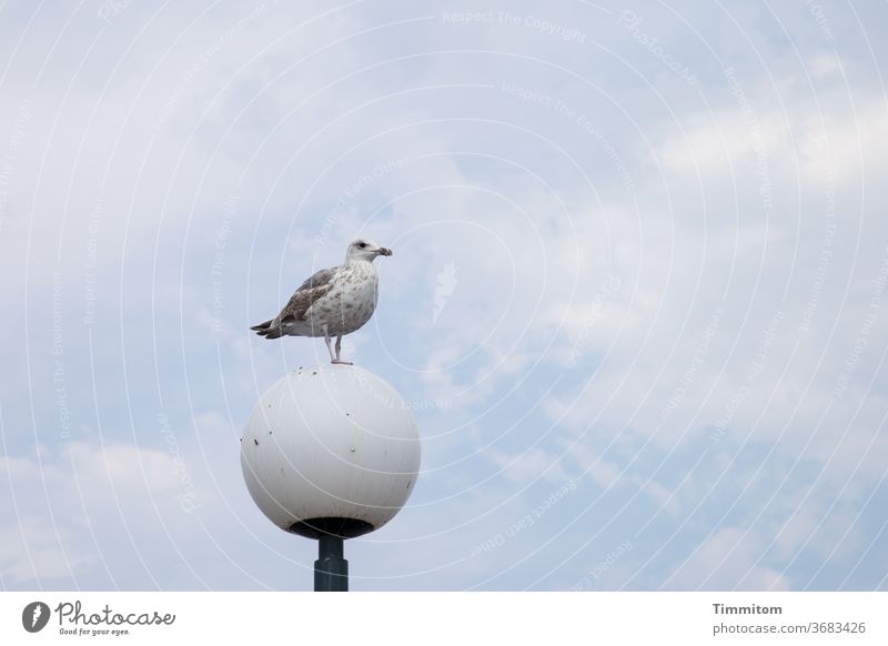 Having the overview Sea bridge Baltic Sea Seagull Lamp birds Lampshade Exterior shot Sky Animal Blue Review Observe