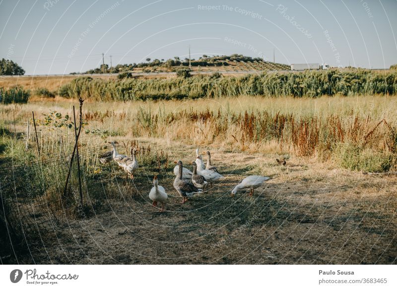 Flock of gooses on the field Flock of birds Goose goose birds Farm animal Animal portrait Deserted Flying Nature Colour photo Bird Exterior shot Freedom