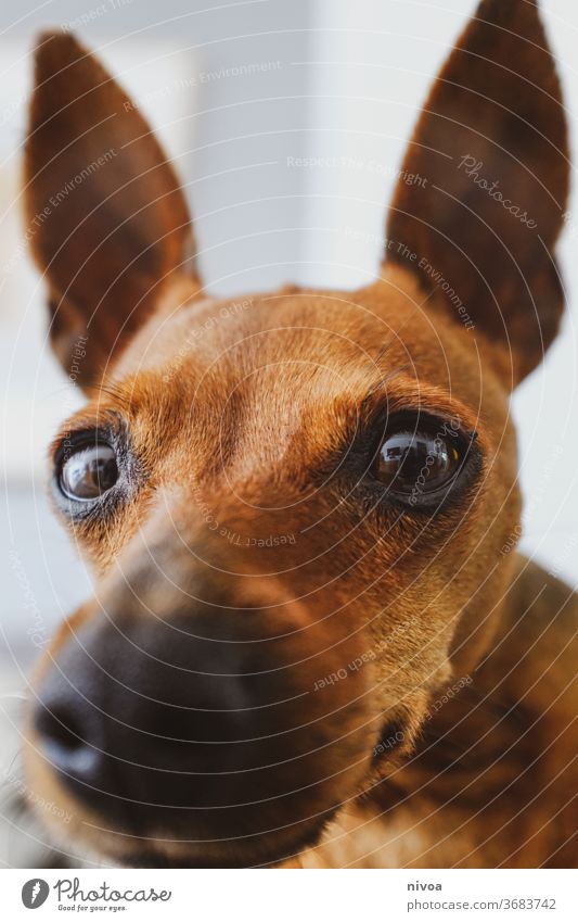 Rehpinscher close-up deer pinscher miniature pinschers Dog close up Snout Brown ears Animal face Small Pet Love of animals Friendship Animal portrait Looking