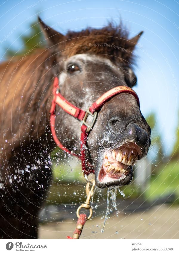 Icelandic horse showering its teeth Horse Colour photo Wild Vacation & Travel weather Exterior shot hof niederfeld freedom Teeth smile Water waterdrop landscape