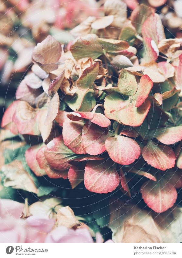 hydrangea Hydrangea Plant Colour photo Hydrangea blossom Nature Flower Close-up Macro (Extreme close-up) Detail Exterior shot Garden Beautiful Summer