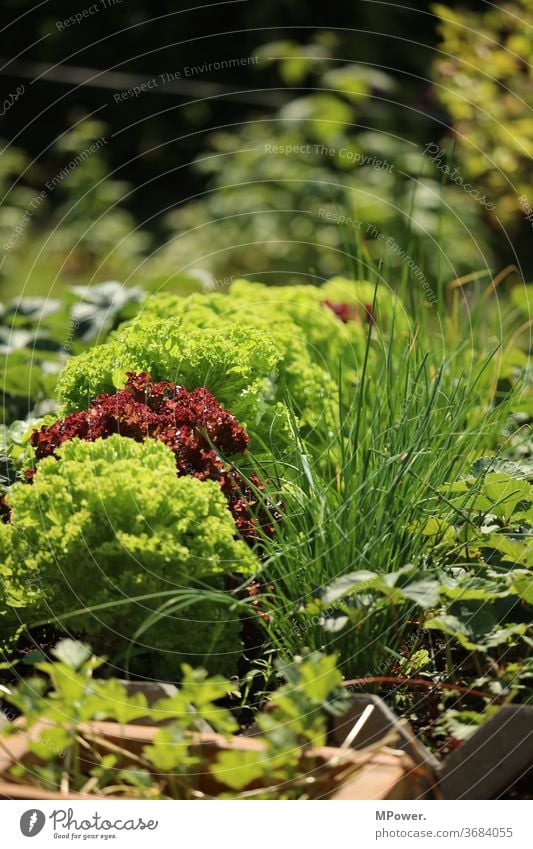 vegetable patch Vegetable bed Lettuce Garden green Extend Garden Bed (Horticulture) Gardening Vegetarian diet Organic produce Growth Fresh Food