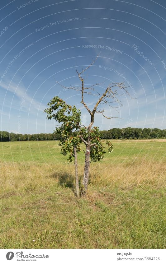 Opposites | life and death or half dead..... tree Apple tree little trees half-dead Life pass away Death Bleak Sick Fruit trees Meadow Grass Field