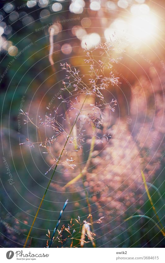 dry grasses Garden Meadow Flower meadow Colour photo Summer Grass Blur Motion blur Deserted Shallow depth of field already Day Environment Close-up